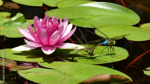 Dragonflies enjoying themselves in a lotus Pond