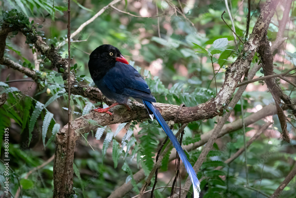 The Taiwan blue magpie (Urocissa caerulea), also called the Taiwan magpie, Formosan blue magpie or The Taiwan blue magpie (Urocissa caerulea), also called the Taiwan magpie, Formosan blue magpie or