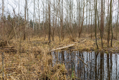 Floodplain forest. Trees growing in water. Wild nature. Pond and trees photo