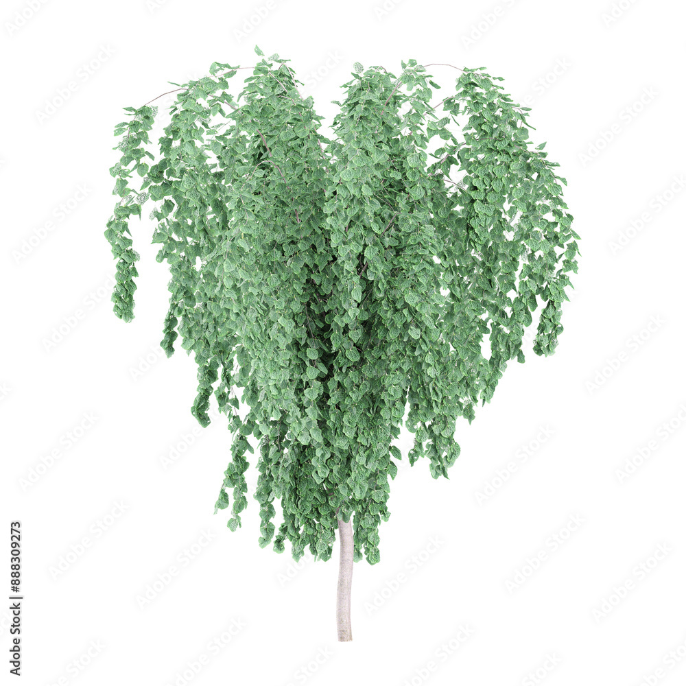 Naklejka premium 3d rendering of Beech plant