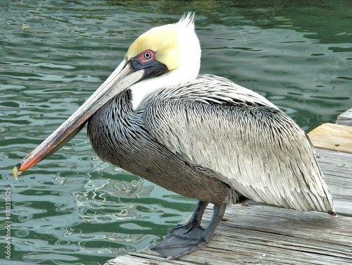 Closeup of colorful adult brown pelican (Pelecanus occidentalis) standing on dock in Captiva Florida. photo