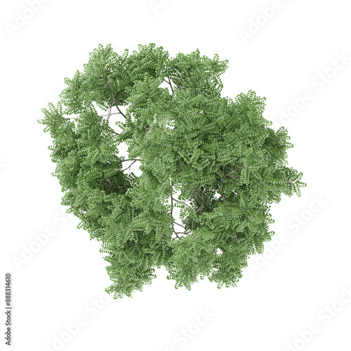 Topview of Acacia tree isolated canvas