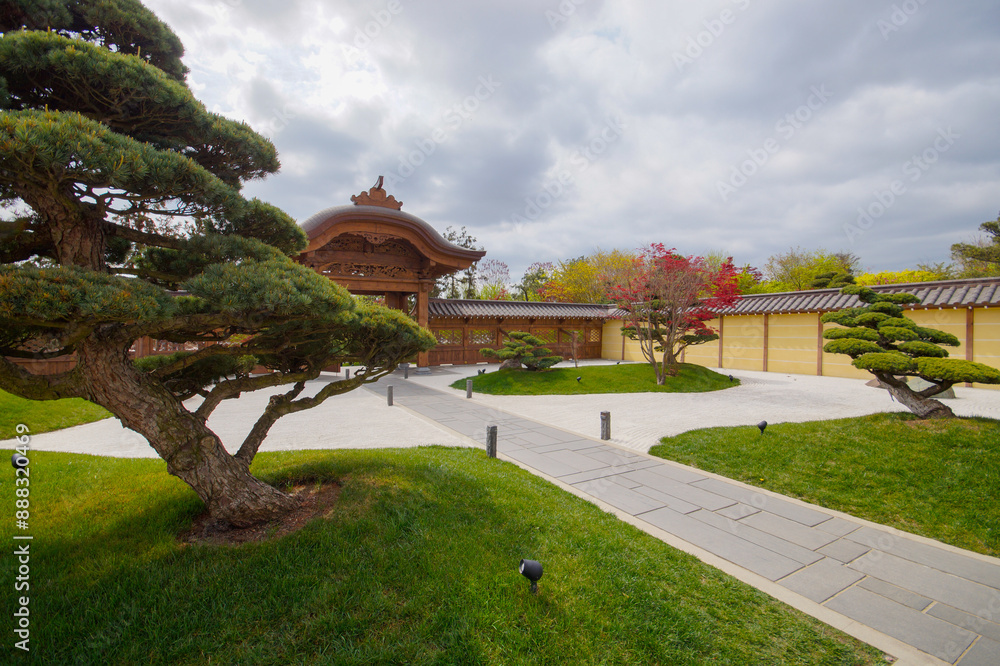 Bonsai pines Pinus mugo or mountain pine in dry landscaped japanese garden in the public landscape parkBonsai pines Pinus mugo or mountain pine in dry landscaped japanese garden