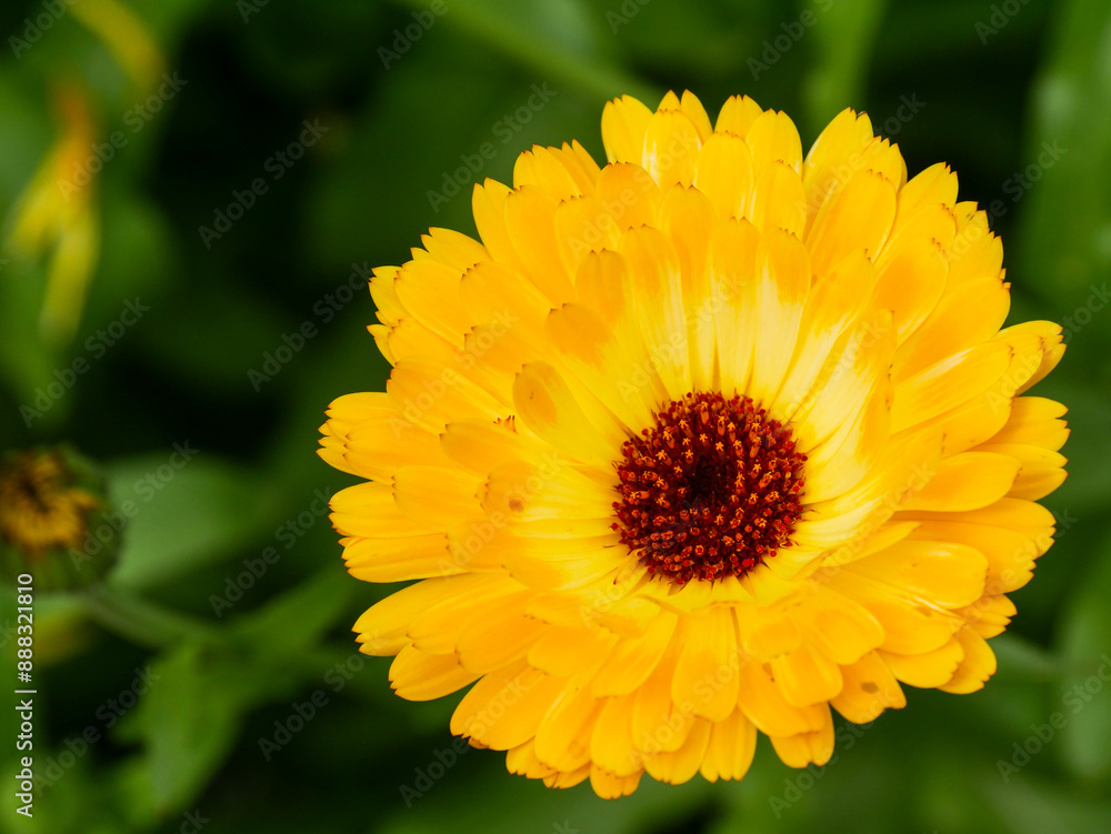 Orange and yellow Calendula flower in the garden. Vibrant and bright medicinal and edible flower in summer. Orange and yellow Calendula flower in the garden. Vibrant and bright medicinal and edible flower in summer.