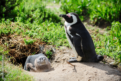 Adult black-footed penguin parenting a juvenile near its hiding place