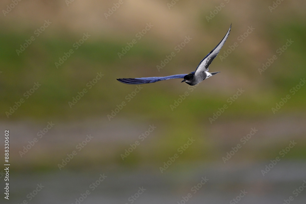 Trauerseeschwalbe // Black tern (Chlidonias niger) Trauerseeschwalbe // Black tern (Chlidonias niger)