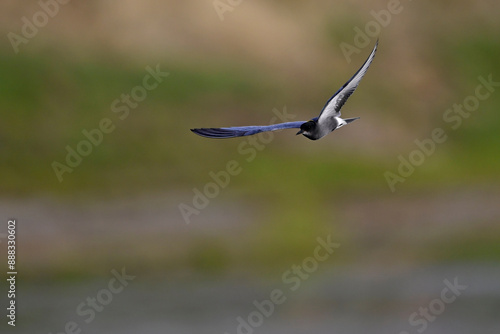 Trauerseeschwalbe // Black tern (Chlidonias niger) photo