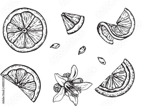Set of lemons slices hand-drawn black and white line art outline illustration.