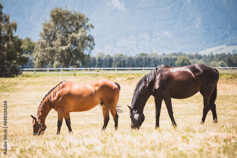 Pferd / Weide Pferd / Weide