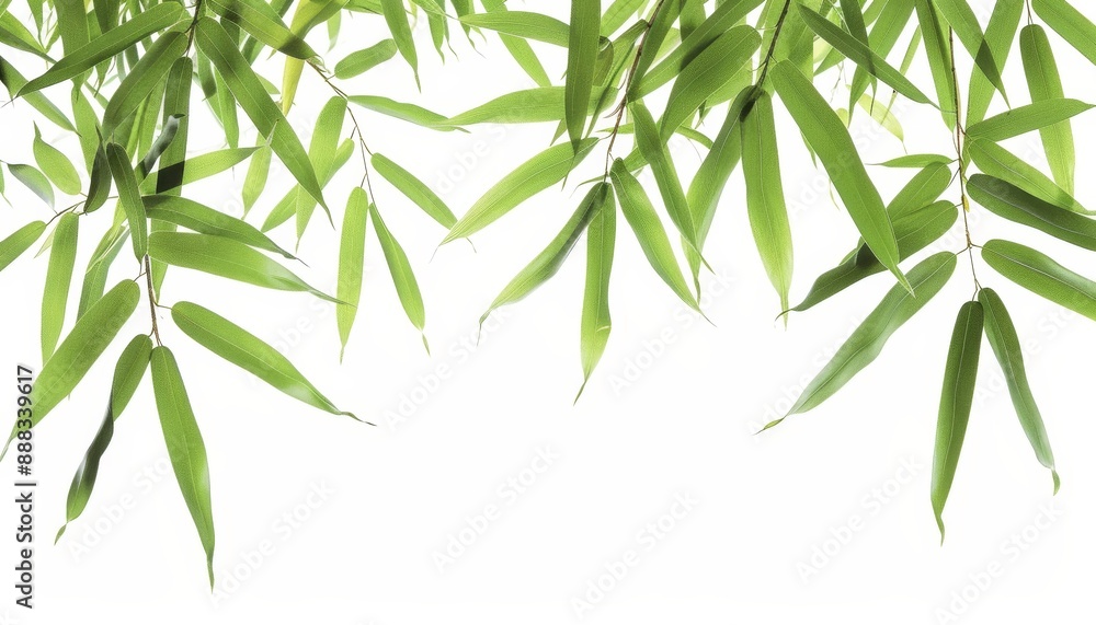 Naklejka premium Isolated bamboo leaf on white background for texture or wallpaper Chinese style