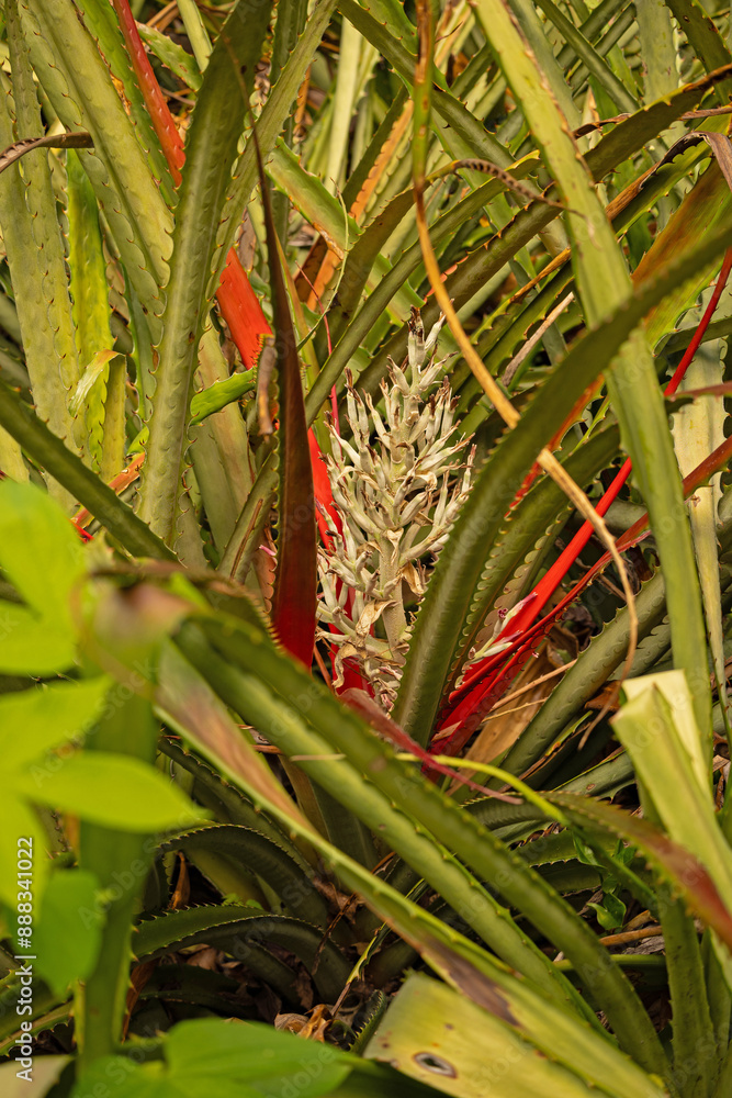 Obraz premium rainforest plants in the Rincon de la Viaja National Park in Costa Rica