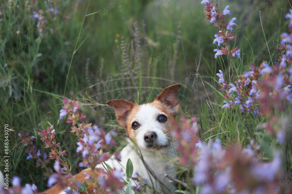 A Jack Russell Terrier dog peeks through tall grasses and purple wildflowers in a meadow A Jack Russell Terrier dog peeks through tall grasses and purple wildflowers in a meadow