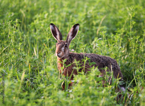 Hare in meadow