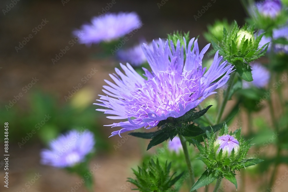 Fototapeta premium Aster