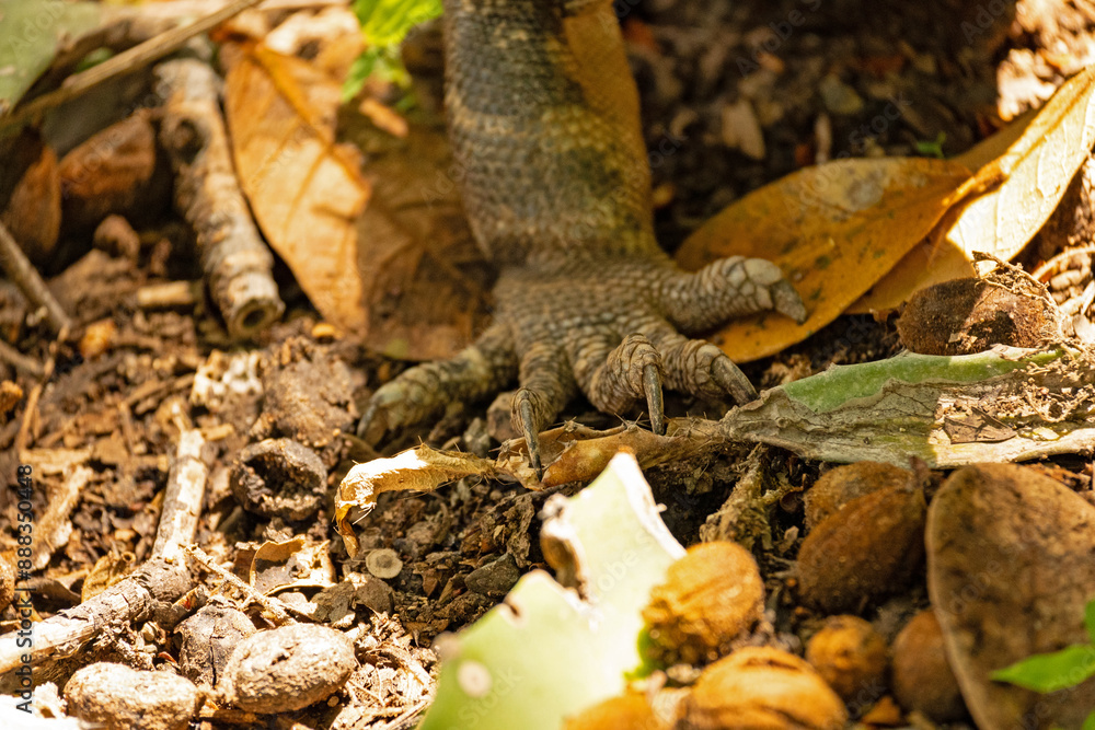 close up of an iguana foot in the Rincon de la Vieja national park in Costa Rica close up of an iguana foot in the Rincon de la Vieja national park in Costa Rica