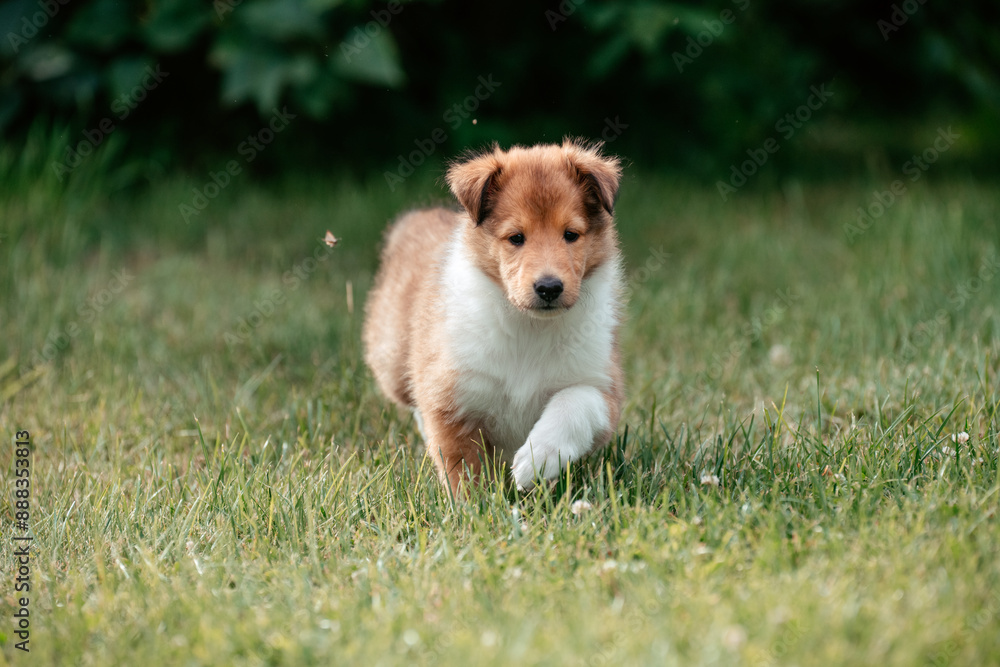 American Collie Welpe