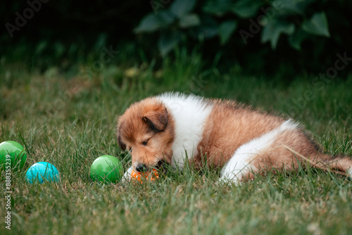 American Collie Welpe photo