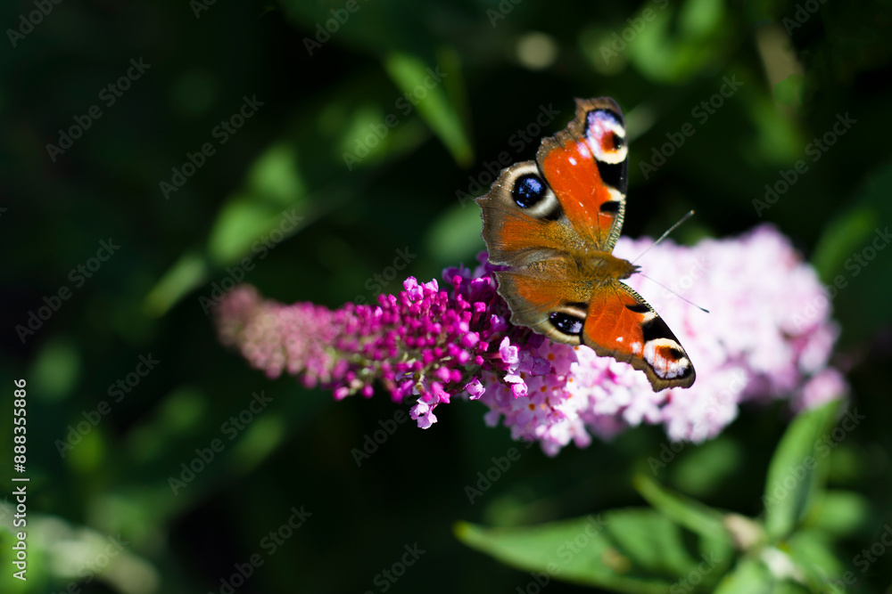 Kwiaty_2024 Motyl Kwiaty_2024 Motyl