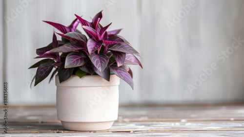 A small white pot with a Wandering Jew houseplant sits on a wooden surface. The plant has purple leaves and the background is white. photo