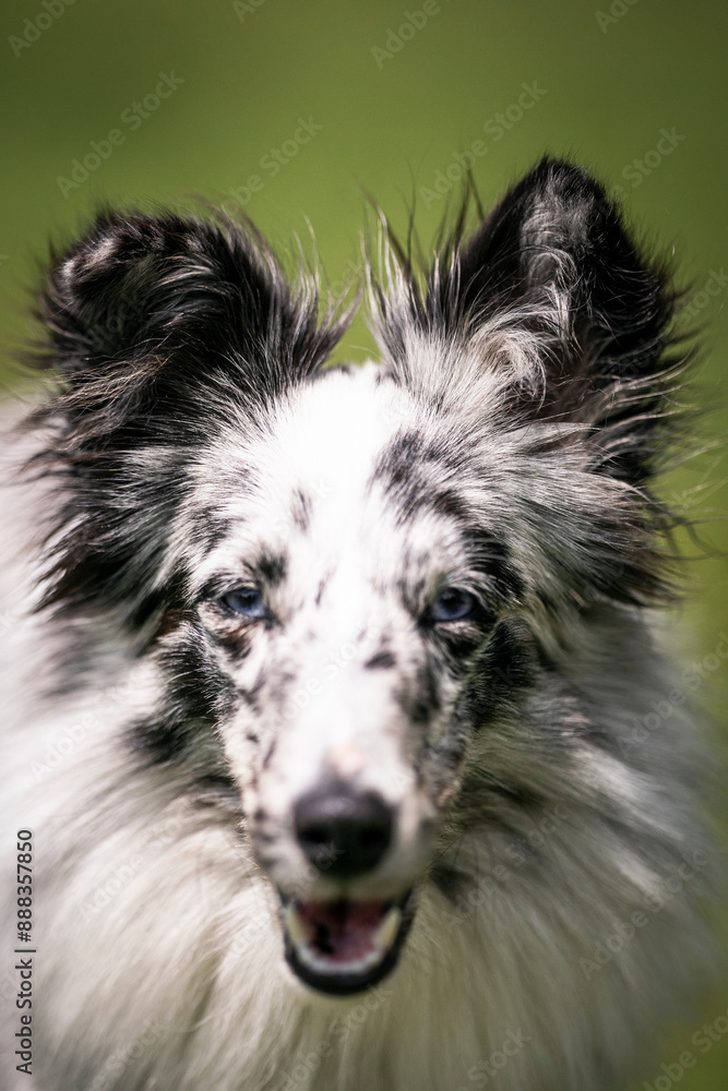 blue merle sheltie dog detail of head blue merle sheltie dog detail of head