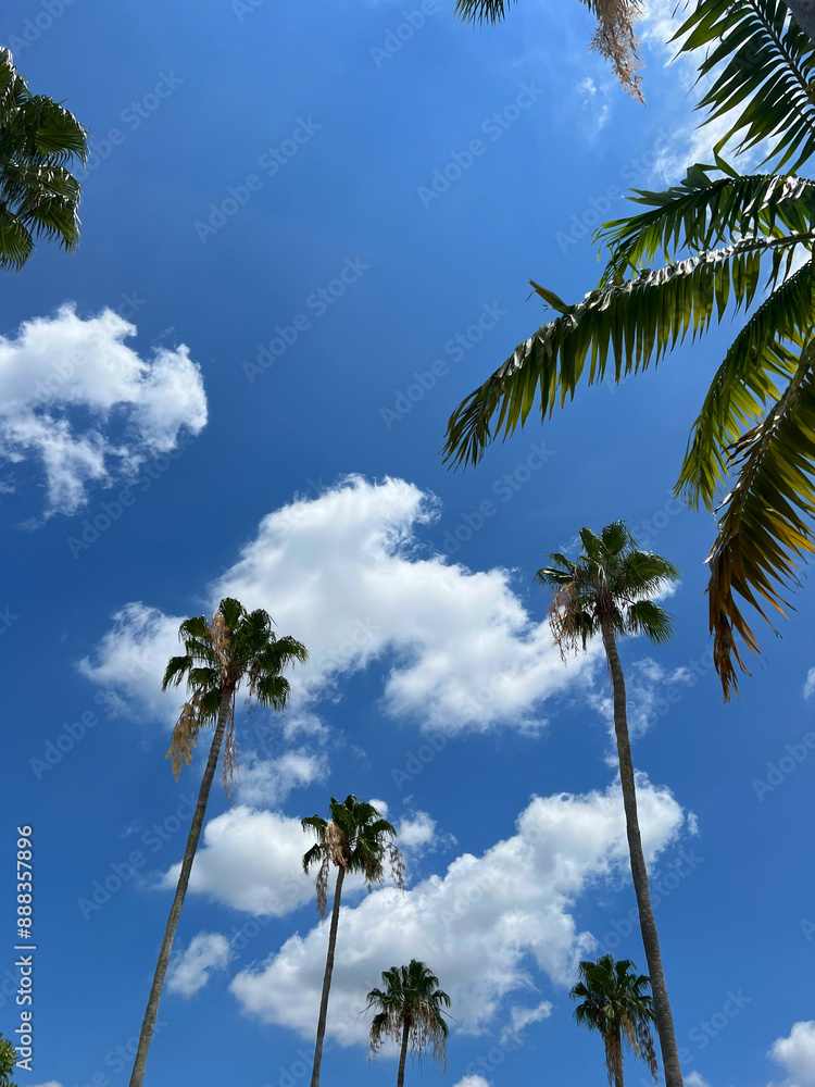 Naklejka premium Palm Trees on a Sunny Miami Florida Day 