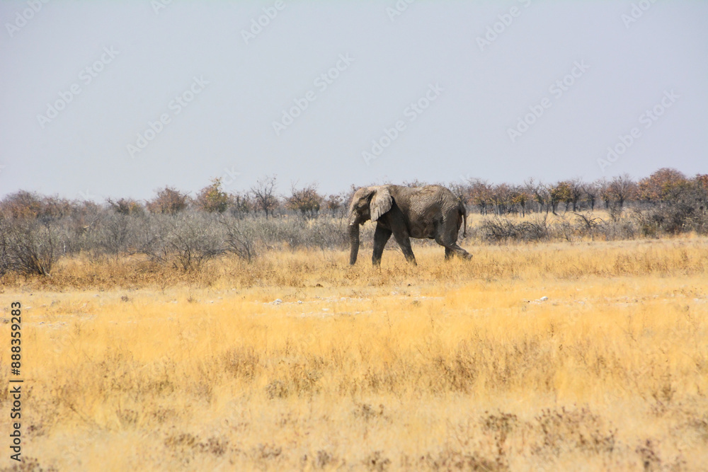 An old elephant walks on the savanna under the hot sun in Etosha National Park. Wild animals in the wild An old elephant walks on the savanna under the hot sun in Etosha National Park. Wild animals in the wild