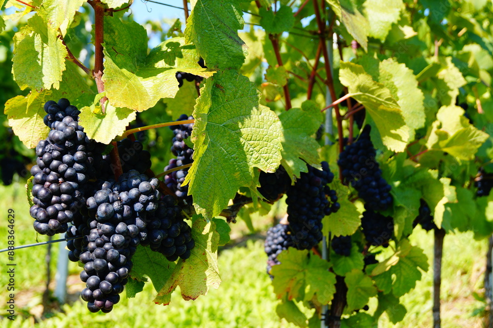 Bunch of Grapes against the backdrop of green grape leaves, on a sunny day. Vineyard in Meersburg, Bodensee, Germany. Bunch of Grapes against the backdrop of green grape leaves, on a sunny day. Vineyard in Meersburg, Bodensee, Germany.