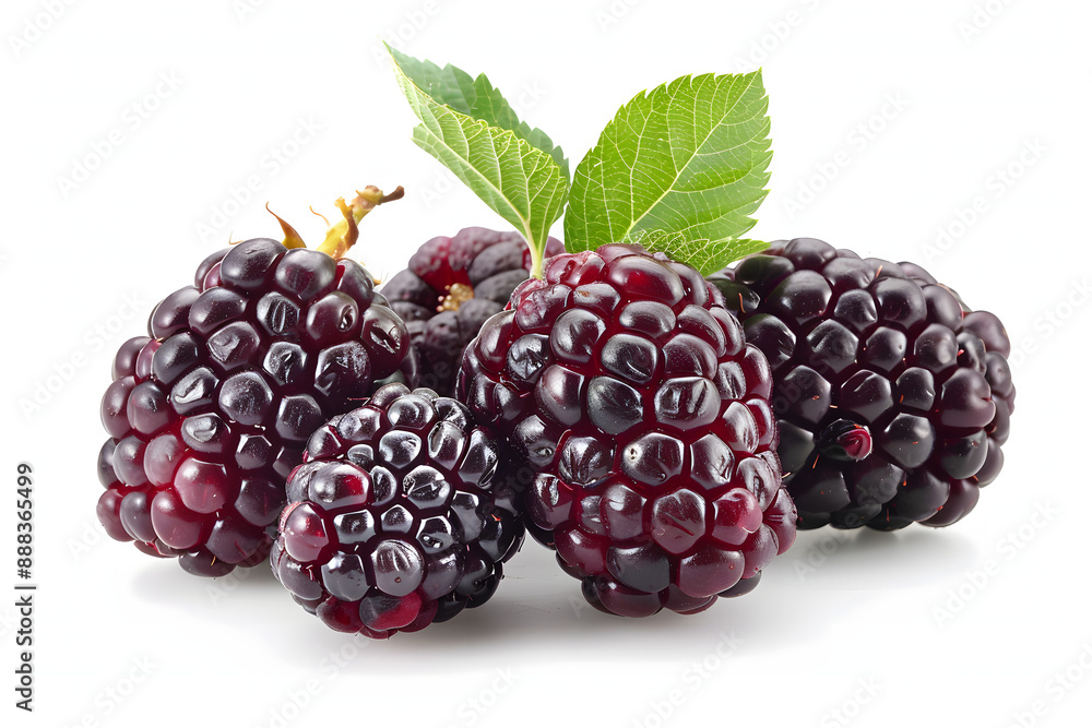 Mulberries on a white background Mulberries on a white background
