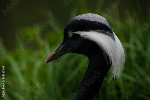 black crowned crane photo