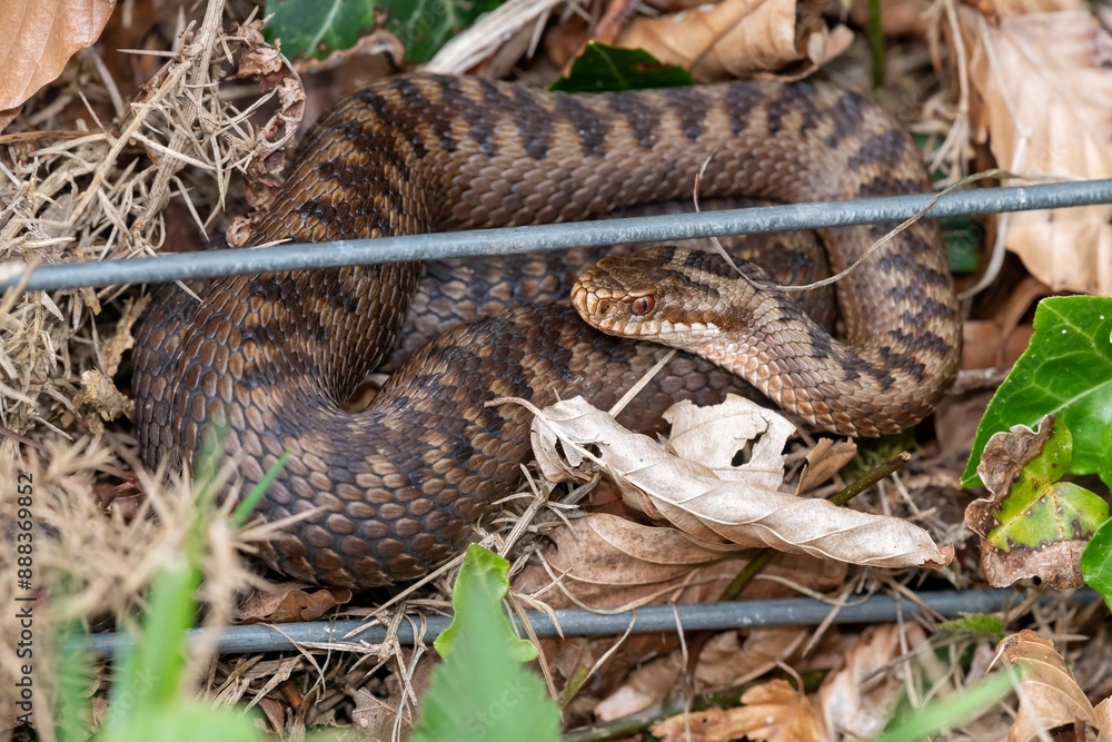 Close up of a European Adder (vipera berus) Close up of a European Adder (vipera berus)