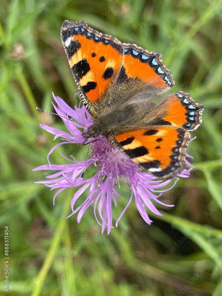 butterly butterly