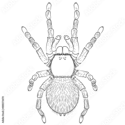 Lasiodora parahybana, Brazilian giant tarantula spider invertebrate animal, wild terrarium animal contour, outline lines drawn photo