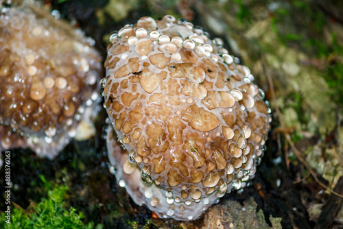 Large drops of moisture covering a tinder fungus growing on a tree photo