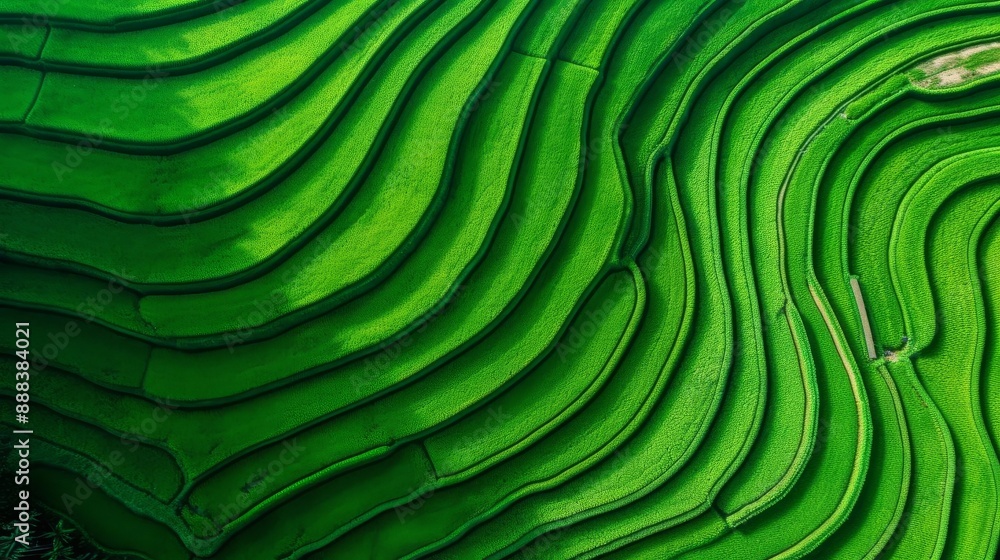 Fototapeta premium Aerial view of lush green terraced rice fields forming curved patterns, showcasing stunning landscape. Perfect for backgrounds and travel inspiration.