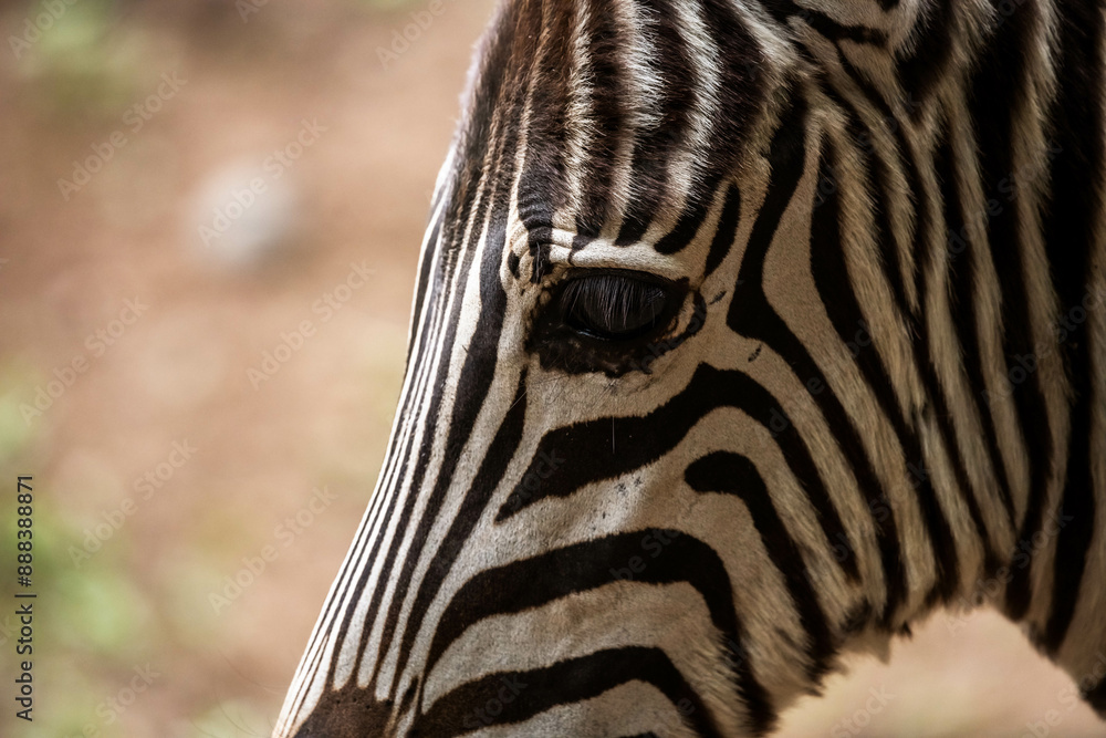 Naklejka premium zebra close up