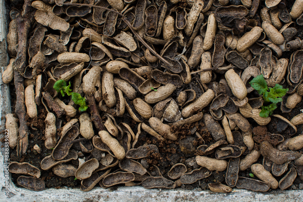 Overhead view of peanut shells being used as mulch, top view of groundnut shells used to protect potato seedlings, an example of sustainable zero waste living Overhead view of peanut shells being used as mulch, top view of groundnut shells used to protect potato seedlings, an example of sustainable zero waste living