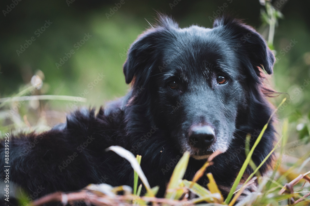 Beautiful stray shaggy dog laying in an open field. looking very wise and happy with its surrounding. Beautiful stray shaggy dog laying in an open field. looking very wise and happy with its surrounding.