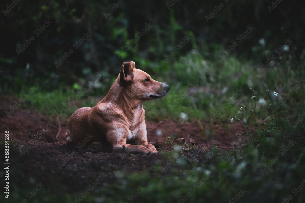Stray abused dog laying placidly in an open field looking at its surroundings, looking for anybody that wants to hurt it. Stray abused dog laying placidly in an open field looking at its surroundings, looking for anybody that wants to hurt it.