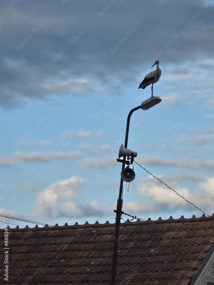 seagull on the roof