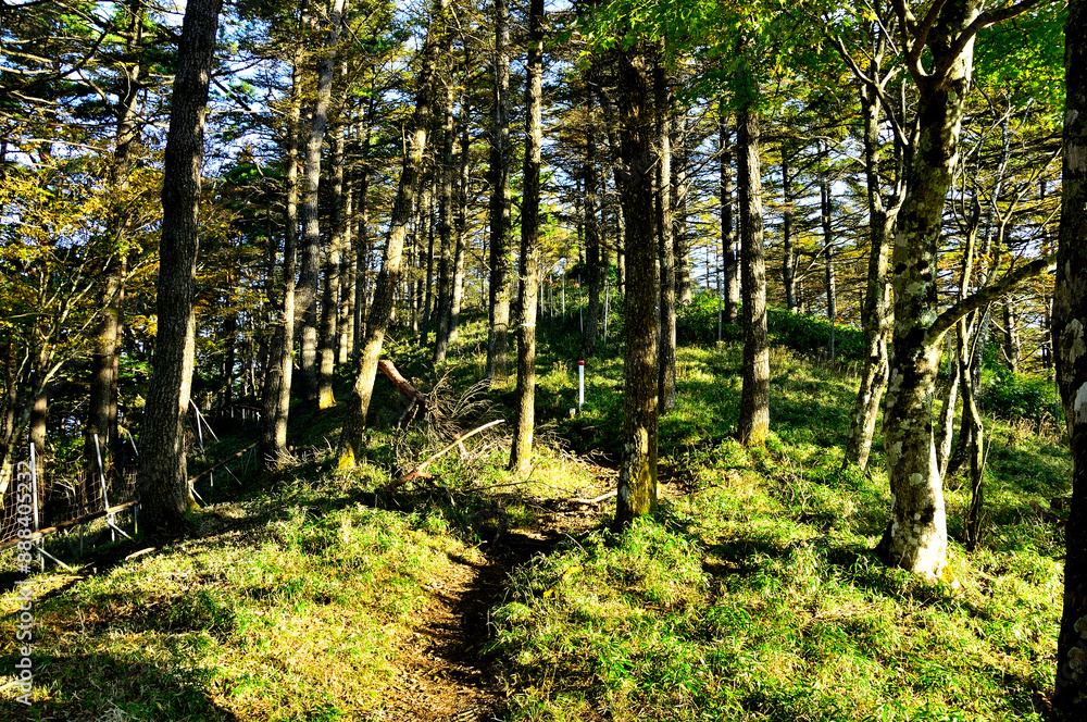 Obraz premium 丹沢の八丁坂ノ頭山頂 紅葉の登山道 