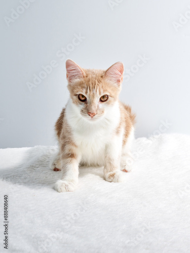 Marbled or Blotched Orange Cream Tabby Household Cat