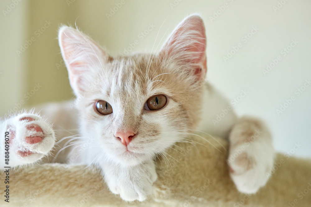 Marbled or Blotched Orange Cream Tabby Household Cat Marbled or Blotched Orange Cream Tabby Household Cat