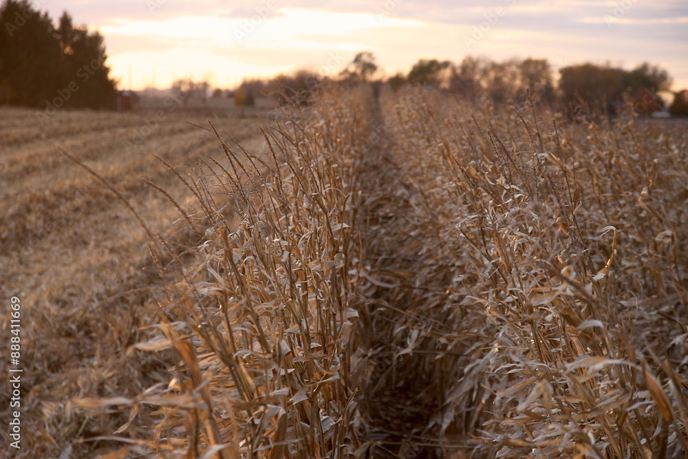 Fototapeta premium golden corn field at sunset