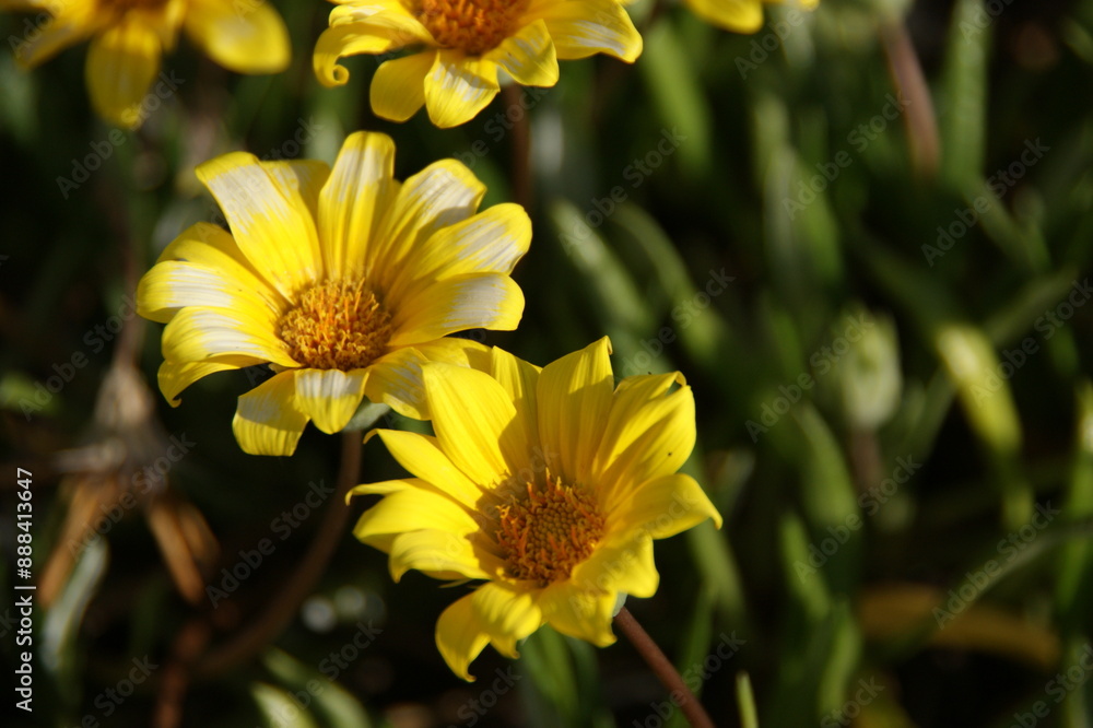 Yellow Blooming Sea Dahlia of Southern California Yellow Blooming Sea Dahlia of Southern California