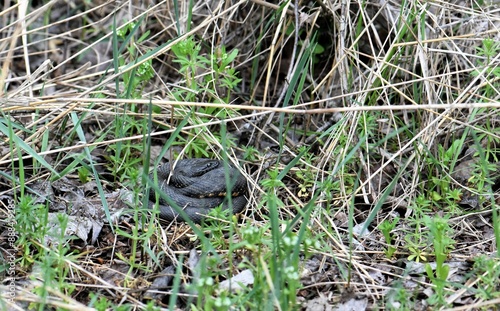 black viper in the grass  photo