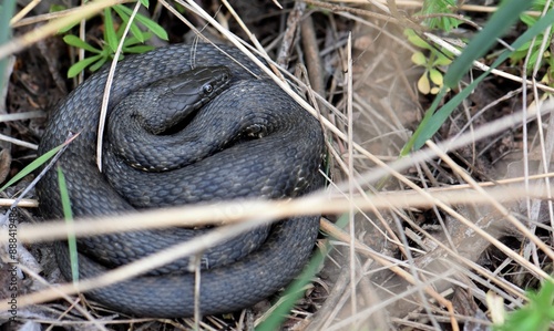 black viper in the grass photo