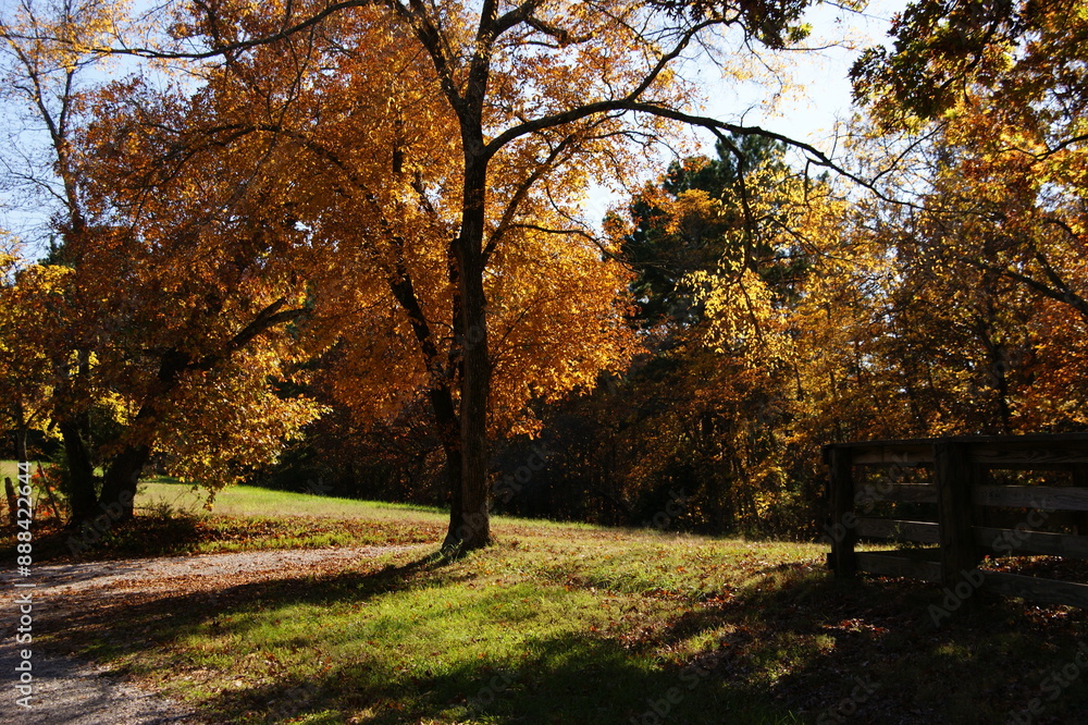 Fototapeta premium Autumn Path Hike Among the Colorful Leaves in Fall