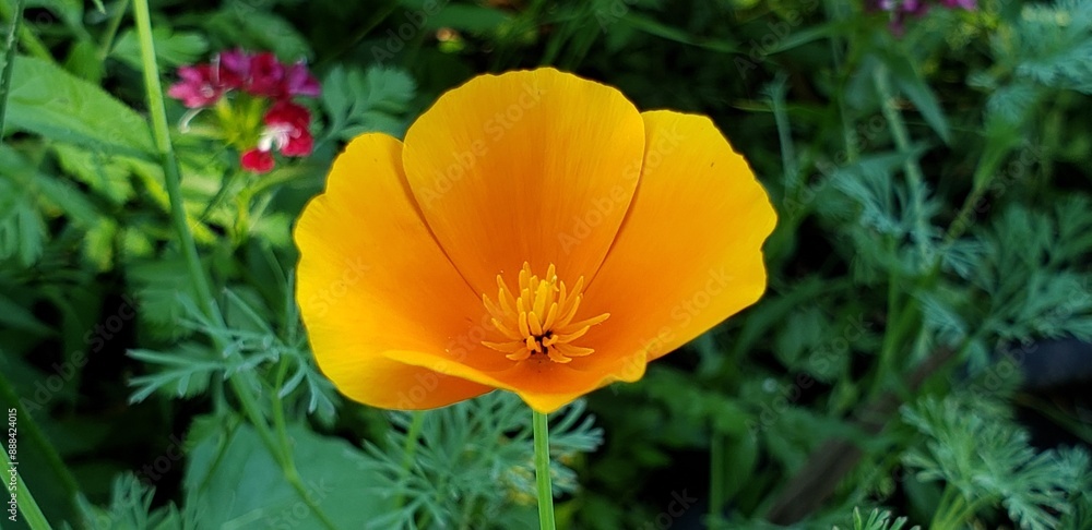 Perfect California Golden Poppy Perfect California Golden Poppy
