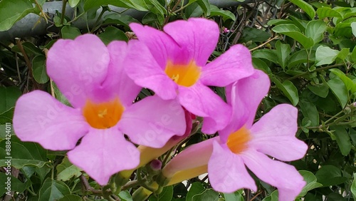 Pink and Yellow Royal Trumpet Vine Blooming Flowers