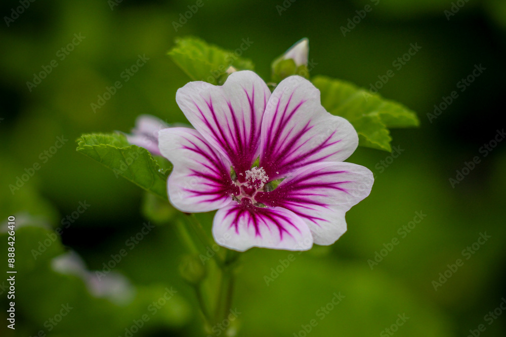 Obraz premium pink flower